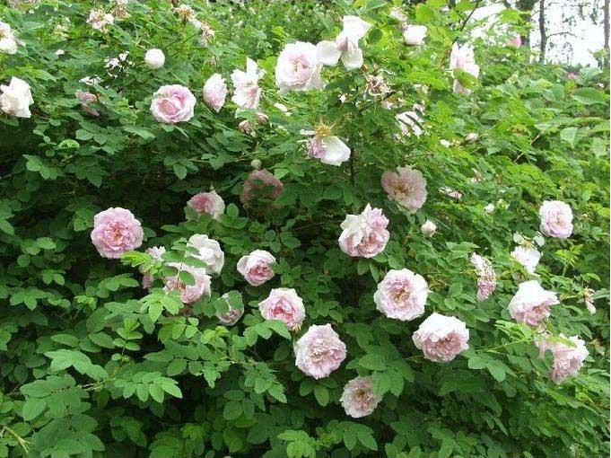 'Martin Frobisher'